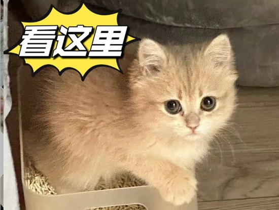 猫吃骨头吗？宠物问诊在线咨询