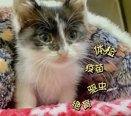 猫咪打喷嚏且发抖是什么情况？