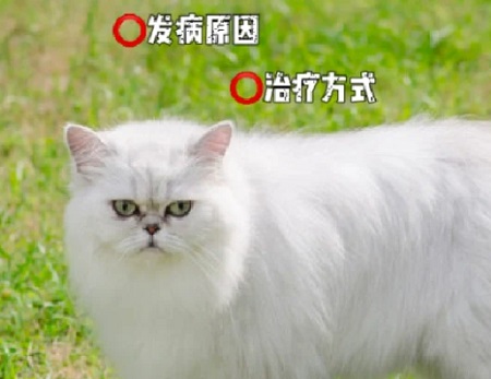 猫咪接种疫苗后会有什么不良反应？