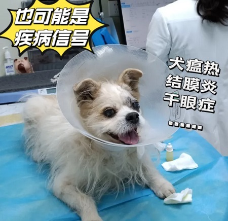 狗狗呕吐狗粮和食物怎么回