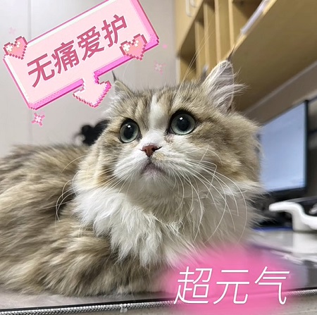 猫咪尿闭可以不做手术吗？