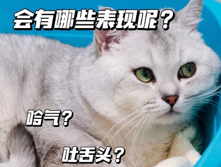 猫传腹不吃东西是否可以皮